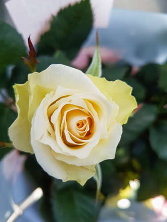 A beautiful rose flowers outdoors Roses in the garden Nature background close upの写真素材
