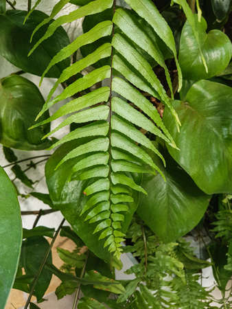 Close up of green fern leaf in the greenhouse Nature backgroundの写真素材