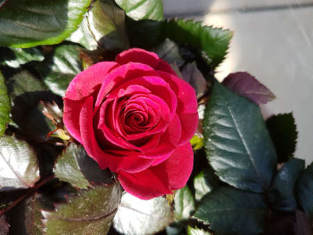 A beautiful rose flowers outdoors Roses in the garden Nature background close upの写真素材