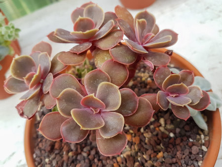 Miniature home flowers succulents and cactus in the greenhouse Nature background close upの写真素材