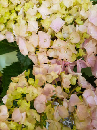 Beautiful blooming hydrangea in the garden Nature backgroundの写真素材