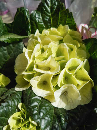 Beautiful blooming hydrangea in the garden Nature backgroundの写真素材