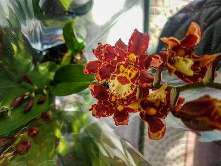 Beautiful phalaenopsis orchids in the greenhouse Orchidaceae plants backgroundの写真素材