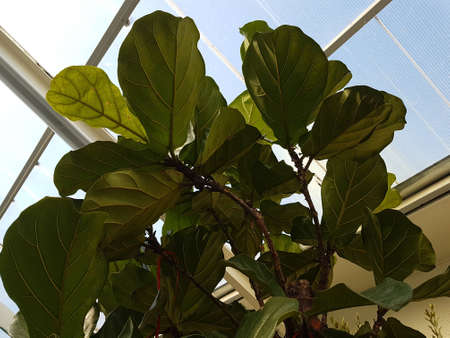 Large green leaves growing from Fiddle Fig tree or Ficus Lyrata bottom-up view Nature backgroundの写真素材
