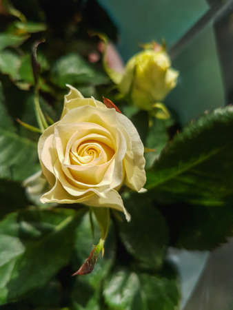 A beautiful rose flowers outdoors Roses in the garden Nature background close upの写真素材