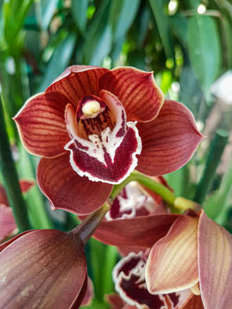 Beautiful phalaenopsis orchids in the greenhouse Orchidaceae plants backgroundの写真素材