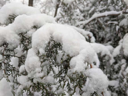 Winter in the park landscape Nature backgroundの写真素材