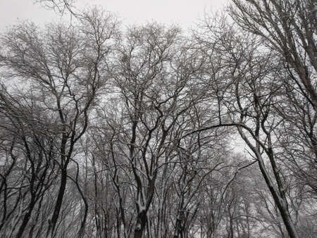 Winter in the park landscape Nature background