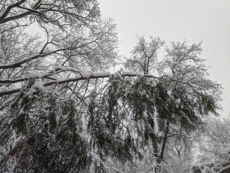 Winter in the park landscape Nature backgroundの写真素材