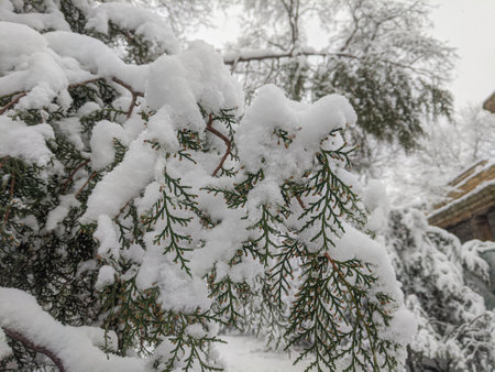 Winter in the park landscape Nature backgroundの写真素材