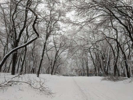 Winter in the park landscape Nature backgroundの写真素材