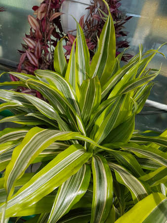 Beautiful Dracaena plant in the greenhouse close-up Nature backgroundの写真素材