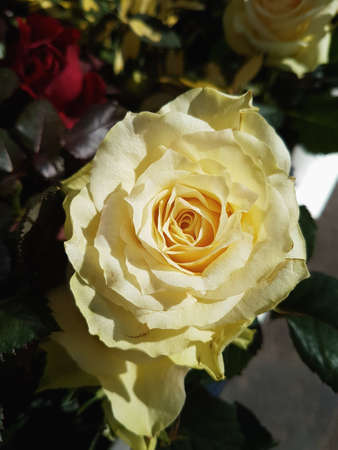 A beautiful rose flowers outdoors Roses in the garden Nature backgroundの写真素材