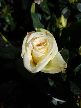 A beautiful rose flowers outdoors Roses in the garden Nature backgroundの写真素材