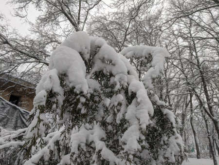 Winter in the park landscape Nature backgroundの写真素材