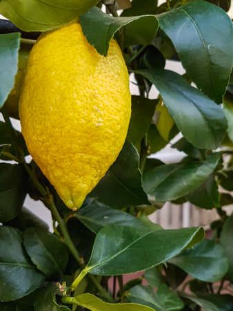 Juicy Organic Lemons Grown in the Garden Nature backgroundの写真素材