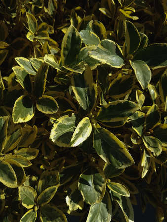 Holly leaves texture close-up Nature backgroundの写真素材