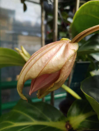 Beautiful Medinilla flower in the greenhouse close-up Nature backgroundの写真素材