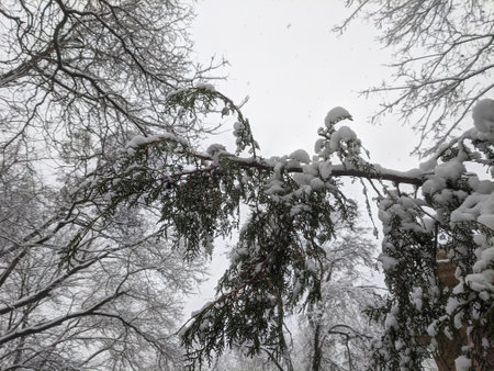 Winter in the park landscape Nature backgroundの写真素材