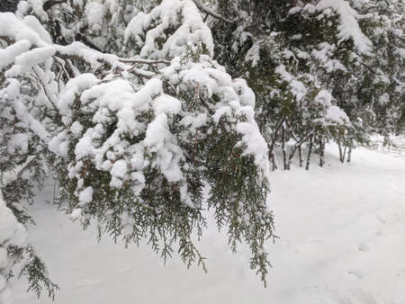 Winter in the park landscape Nature backgroundの写真素材