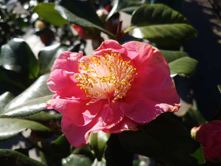 Beautiful Ð¡amellia flower in the greenhouse close-up Nature backgroundの写真素材