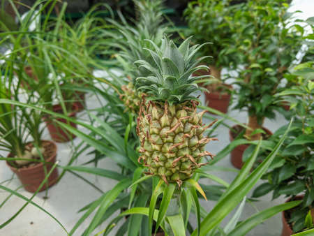 Small Pineapple growing in the greenhouse close-up Nature backgroundの写真素材