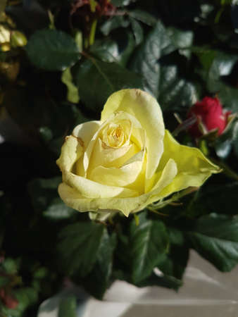 A beautiful rose flowers outdoors Roses in the garden Nature backgroundの写真素材