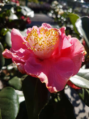 Beautiful Ð¡amellia flower in the greenhouse close-up Nature backgroundの写真素材