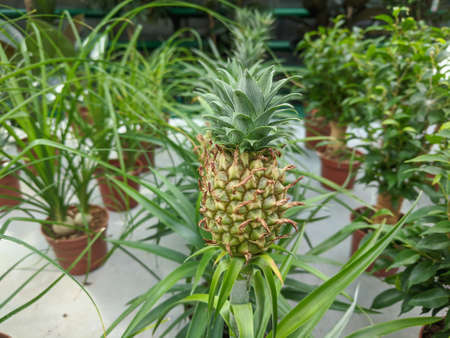 Small Pineapple growing in the greenhouse close-up Nature backgroundの写真素材