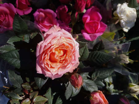 A beautiful rose flowers outdoors Roses in the garden Nature backgroundの写真素材