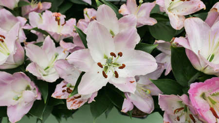 Beautiful phalaenopsis orchids in the greenhouse Orchidaceae plants Nature backgroundの写真素材