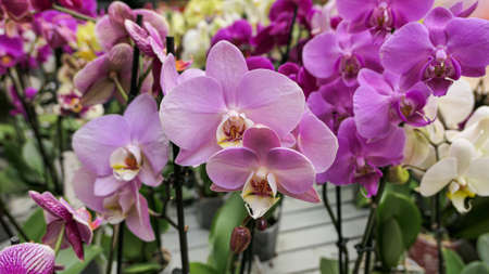 Beautiful phalaenopsis orchids in the greenhouse Orchidaceae plants Nature backgroundの写真素材