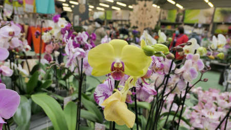 Beautiful phalaenopsis orchids in the greenhouse Orchidaceae plants Nature backgroundの写真素材