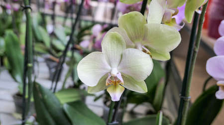 Beautiful phalaenopsis orchids in the greenhouse Orchidaceae plants Nature backgroundの写真素材