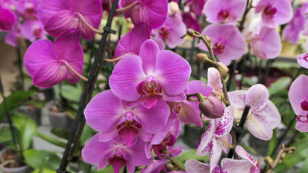 Beautiful phalaenopsis orchids in the greenhouse Orchidaceae plants Nature backgroundの写真素材