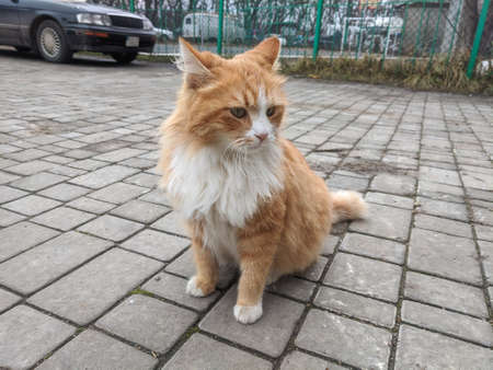 Homeless cat in the street close up portraitの写真素材