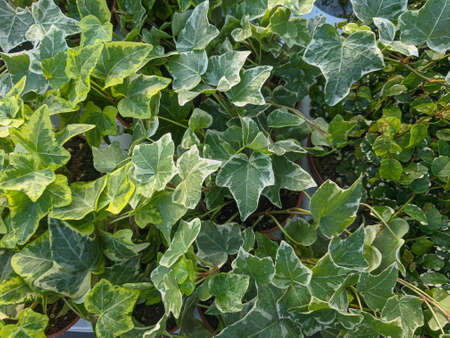 Green ivy leaves growing in the greenhouse close-up Nature backgroundの写真素材