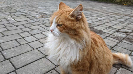 Homeless cat in the street close up portraitの写真素材