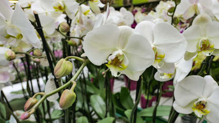 Beautiful phalaenopsis orchids in the greenhouse Orchidaceae plants Nature backgroundの写真素材