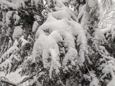 Winter in the park landscape Nature backgroundの写真素材
