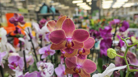 Beautiful phalaenopsis orchids in the greenhouse Orchidaceae plants Nature backgroundの写真素材