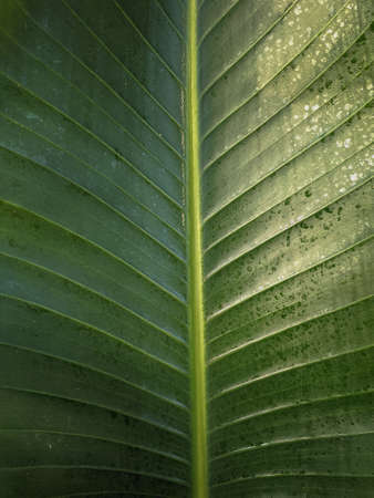 Close up of Green leaf texture Nature backgroundの写真素材