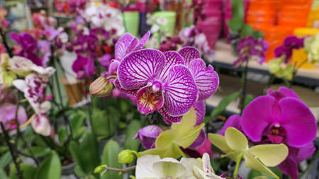 Beautiful phalaenopsis orchids in the greenhouse Orchidaceae plants Nature backgroundの写真素材