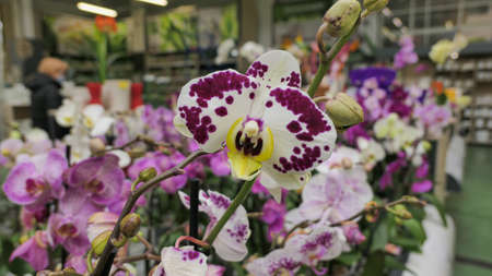 Beautiful phalaenopsis orchids in the greenhouse Orchidaceae plants Nature backgroundの写真素材