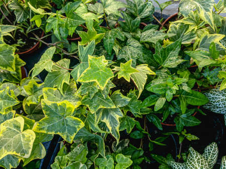 Green ivy leaves growing in the greenhouse close-up Nature backgroundの写真素材