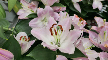 Beautiful phalaenopsis orchids in the greenhouse Orchidaceae plants Nature backgroundの写真素材