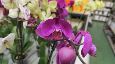 Beautiful phalaenopsis orchids in the greenhouse Orchidaceae plants Nature backgroundの写真素材