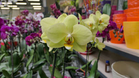 Beautiful phalaenopsis orchids in the greenhouse Orchidaceae plants Nature backgroundの写真素材