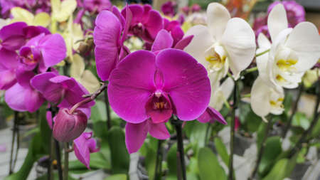 Beautiful phalaenopsis orchids in the greenhouse Orchidaceae plants Nature backgroundの写真素材