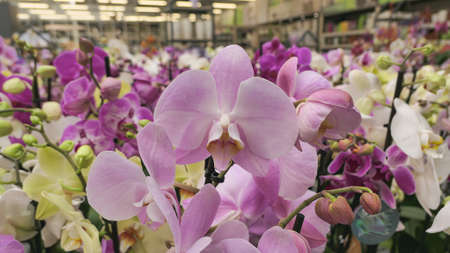 Beautiful phalaenopsis orchids in the greenhouse Orchidaceae plants Nature backgroundの写真素材